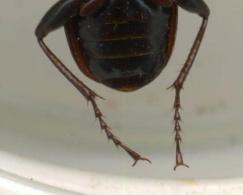 Pterostichus grajus
